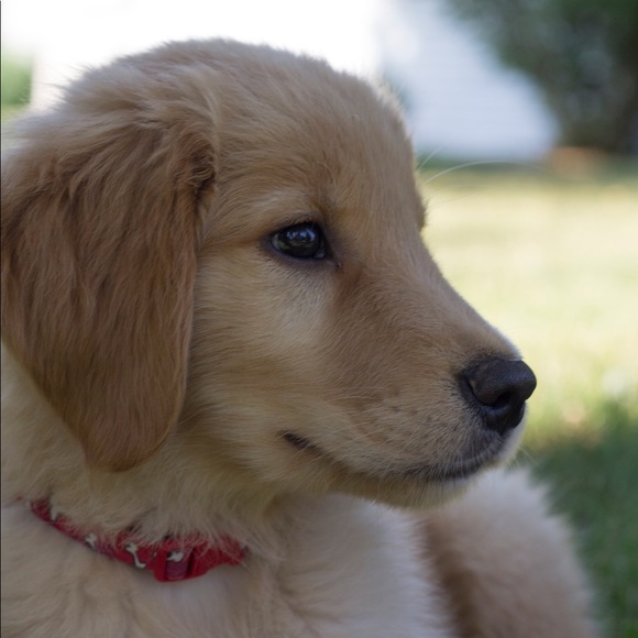 Meet your Posher, Amy - Picture 3 of 3